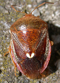 Banasa sordida
